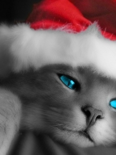 chaton bonnet noel.jpg